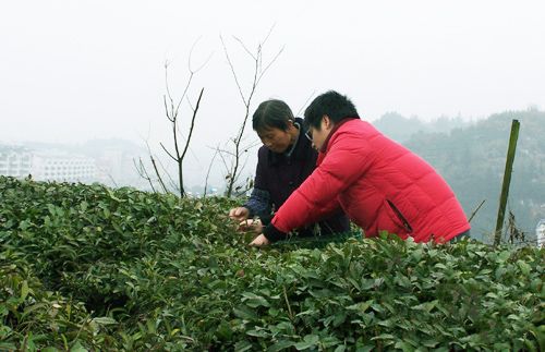 太平猴魁茶葉.jpg