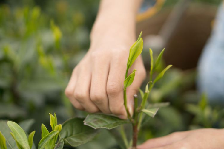 太平猴魁是最大、最好、最珍貴的茶.jpg