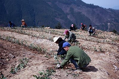 六百里猴魁茶業(yè)茶種改良.jpg